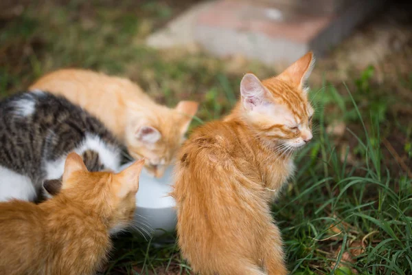 Junge Katzen Eine Wasserschale — Stockfoto
