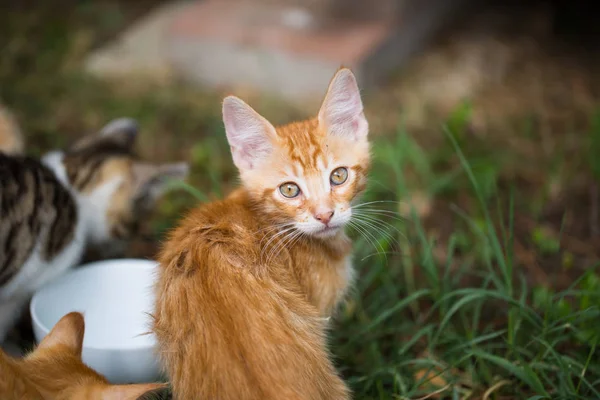 Gatos Jóvenes Alrededor Tazón Agua — Foto de Stock