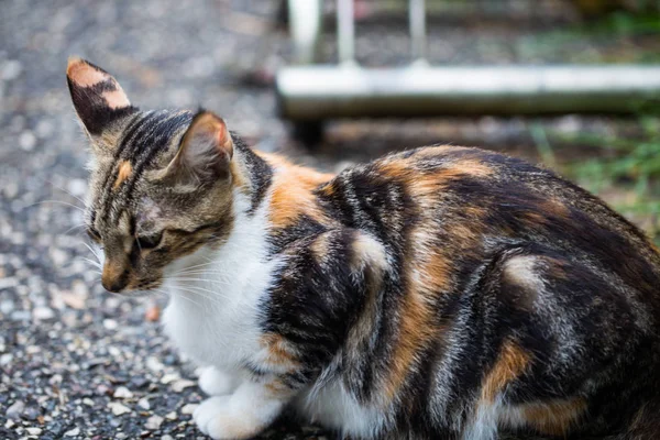 Gato Colorido Está Sentado Prado — Foto de Stock