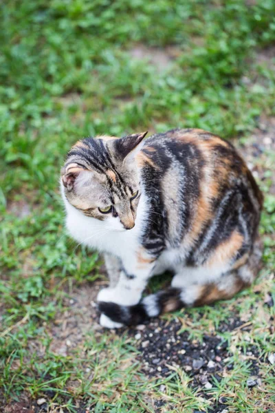 Kleurrijke Kat Zit Weide — Stockfoto