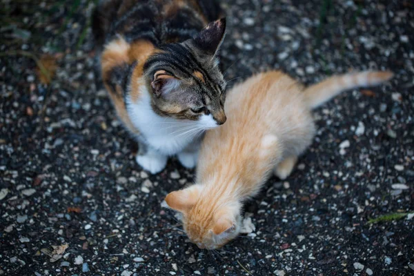 Котёнки Едят Вместе Матерью — стоковое фото