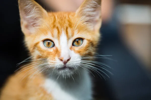 Gato Bebé Rojo Cara Bebé Gato Rojo Retrato Gato — Foto de Stock