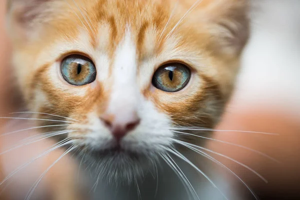Μωρό Μπλε Γάτα Πρόσωπο Μωρού Κόκκινο Γάτα Γάτα Πορτρέτο — Φωτογραφία Αρχείου