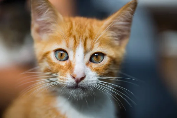 Gato Bebé Rojo Cara Bebé Gato Rojo Retrato Gato — Foto de Stock