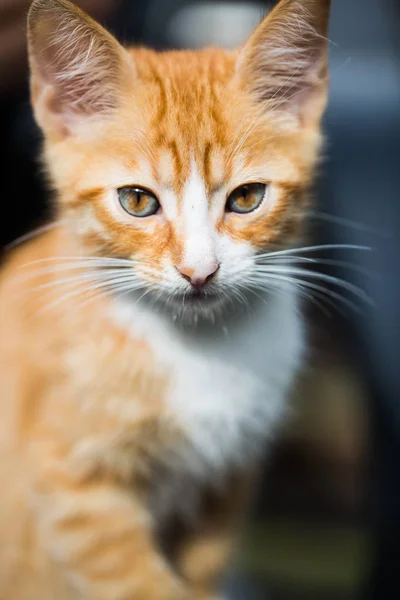 Gato Bebé Rojo Cara Bebé Gato Rojo Retrato Gato — Foto de Stock