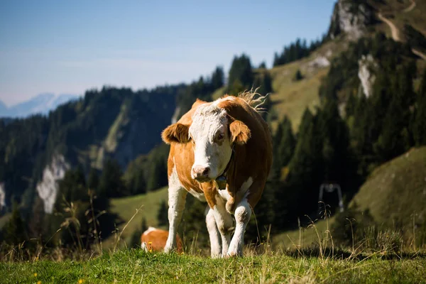 Krávy Horách Lenggries Brauneck — Stock fotografie