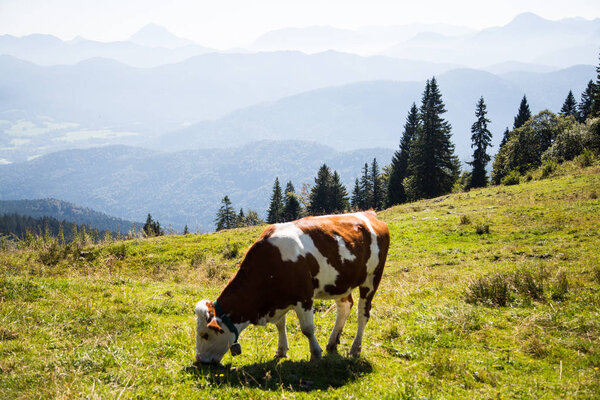Cows in the mountains of Lenggries, Brauneck