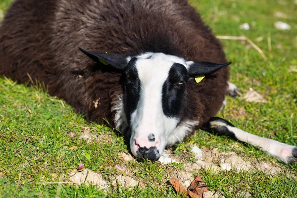 Schwarze Schafe Liegen Schwarzer Weißer Kopf — Stockfoto