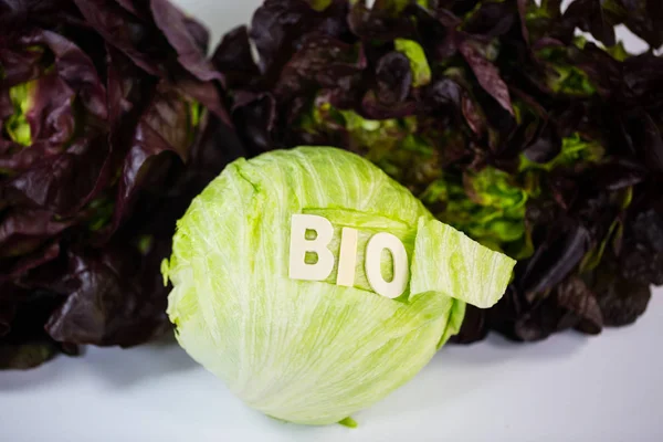 Burgunder Novita Eisbergsalat Organisch Biologisch Text — Stockfoto