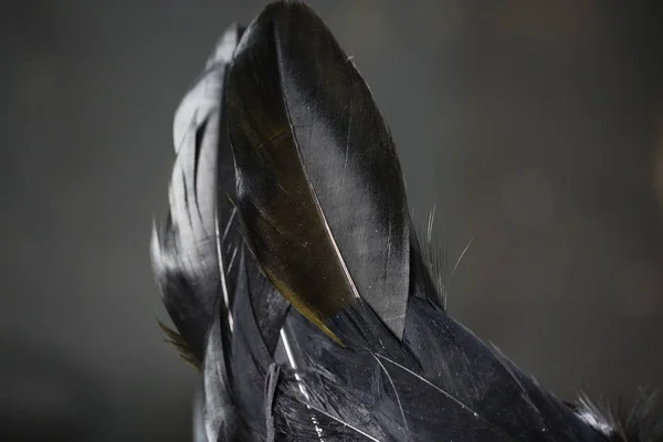 black feather on black background, abstract