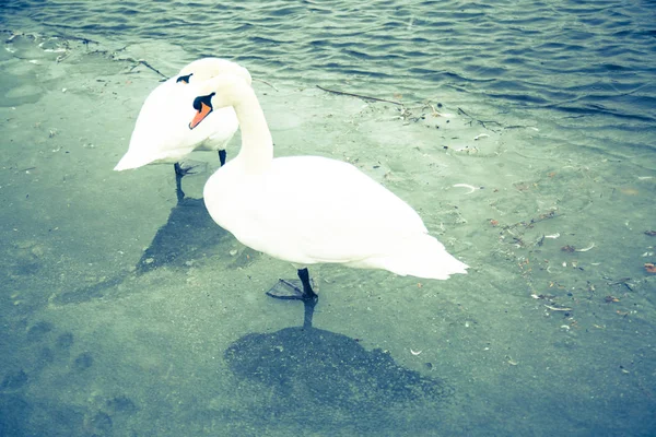 Two Swans Ice — Stock Photo, Image
