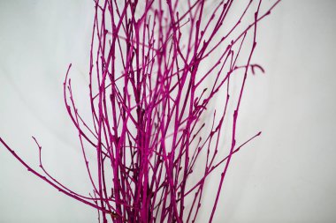 arka plan, beyaz arka plan, Paskalya olarak renkli huş ağacı dalları