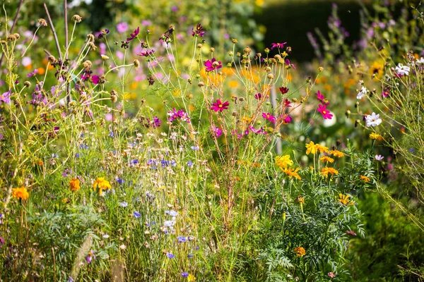 kır çiçekleri bir çayırda, yaz saati