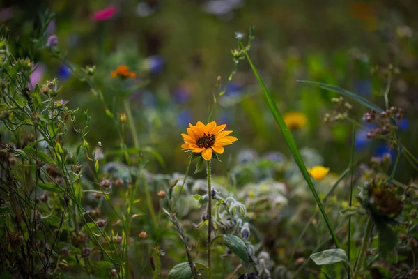 Flores silvestres en verano, flores silvestres en un prado — Foto de Stock