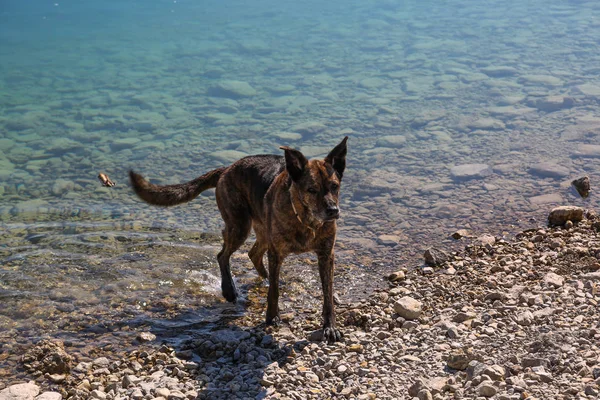 Σκύλος σε walchensee, Βαυαρία, γερμανία — Φωτογραφία Αρχείου