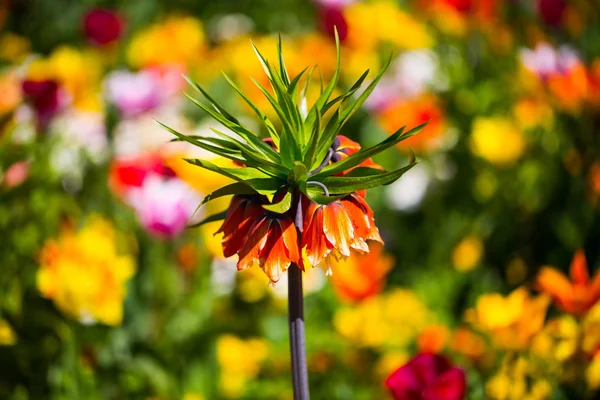 Imperial crown, Fritillaria imperialis in the middle of tulips