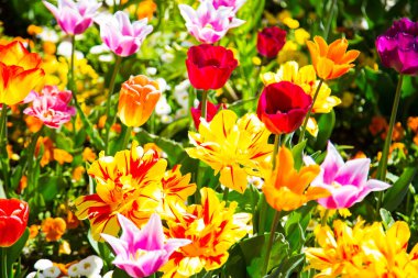 Lale tarlası, ilkbaharda renkli laleler
