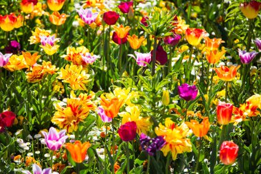 Lale ve tarla, ilkbaharda renkli laleler