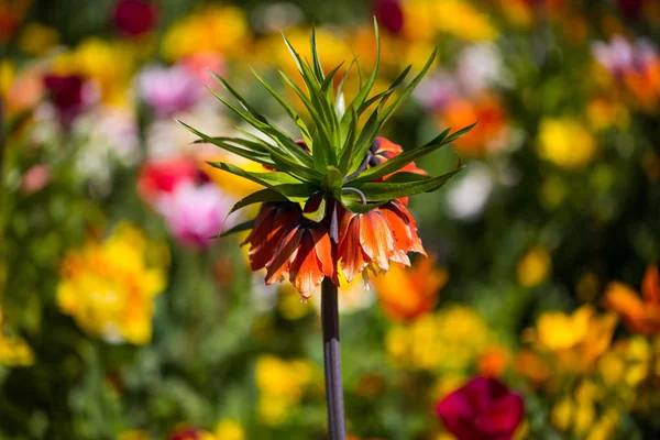 Imperial crown, Fritillaria imperialis in the middle of tulips