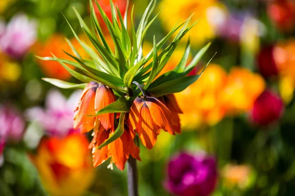 Imperial crown, Fritillaria imperialis in the middle of tulips