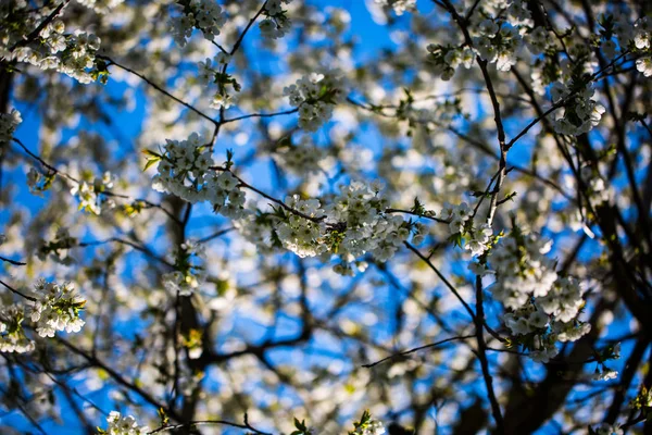 Gün ışığında kiraz çiçekleri, mavi gökyüzü