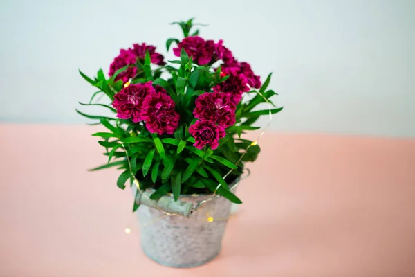 Clavo de olor (Dianthus) en maceta pequeña en rosa bajo tierra, género cumpleaños — Foto de Stock