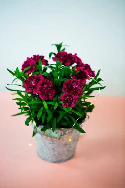 Gewürznelken (Dianthus) in kleinem Topf auf rosa Untergrund, Geburtstag gre — Stockfoto