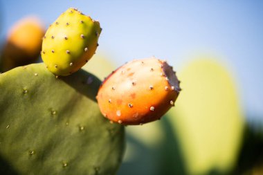 Ağaçta dikenli armutlar, mavi gökyüzü