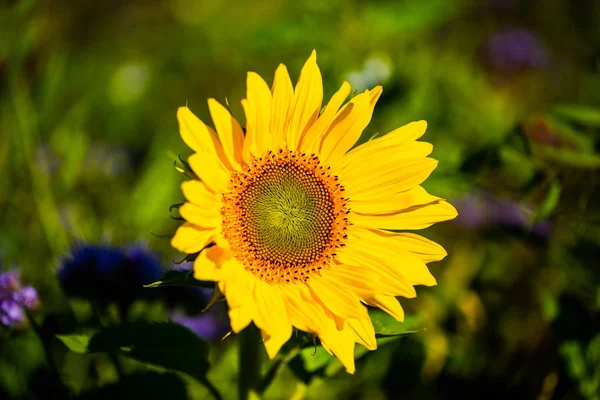 Girasol Allone Campo — Foto de Stock