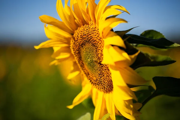 Girasol Allone Campo — Foto de Stock