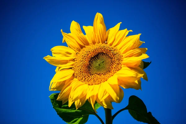 Girasol Con Cielo Azul Postal Tarjeta Felicitación — Foto de Stock