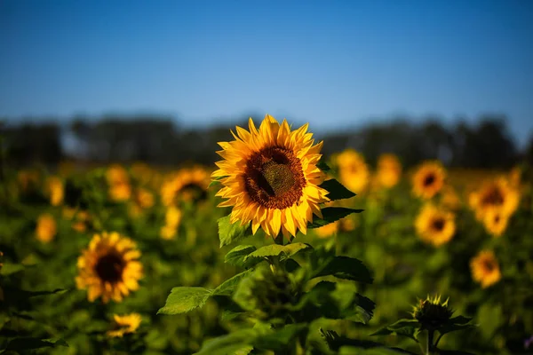 Girasol, flor, outdoor, hoja, alegre, vibrante, flor, na — Foto de Stock