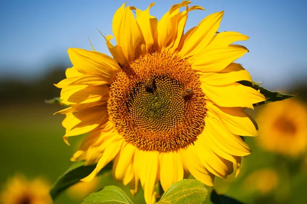 Girasol Con Abeja Campo — Foto de Stock