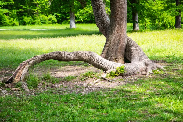 Árvore Jardim Inglês Munique — Fotografia de Stock