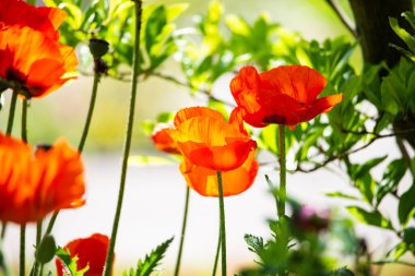 Baharda gelincikler, mavi gökyüzü