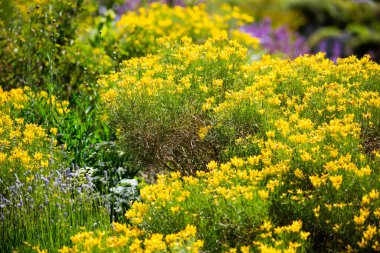 Alpinum 'daki çeşitli bitkiler, güneşli yamaçlar.