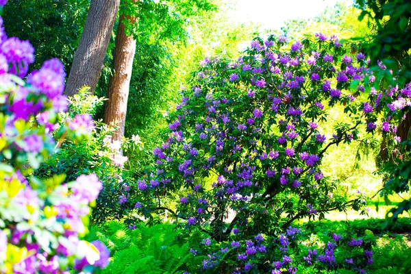 Rododendron Parku — Stock fotografie