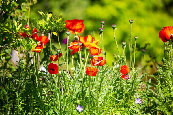 Poppies Spring Blue Sky — Stock Photo, Image