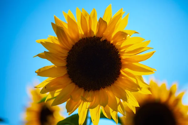 Girasol Campo Verano — Foto de Stock