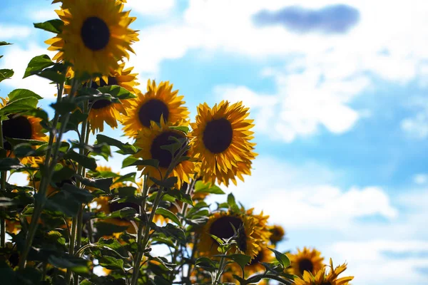 Sonnenblumenfeld Mit Blauem Himmel — Foto de Stock