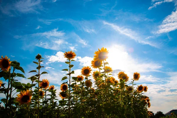 Girasol Campo Verano — Foto de Stock