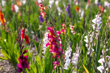 Tarlada kendini seçtiğin için renkli gladiolus, farklı renkte gladiolus.