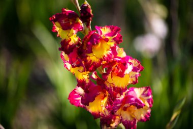 Tarlada kendini seçtiğin için renkli gladiolus, farklı renkte gladiolus.