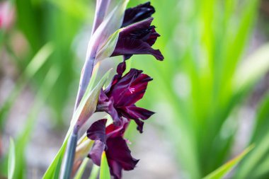 Mor gladiolus sahada, Gladiolus sahada