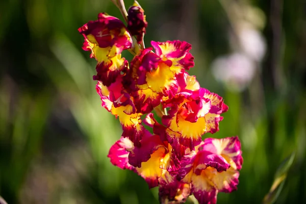 Colorful Gladiolus Picking Yourself Field Gladiolus Different Colors — Stock Photo, Image