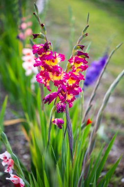 Tarlada renkli gladiolus, tarlada gladiolus
