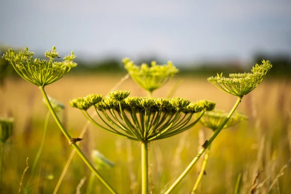 夏野の野の花 — ストック写真