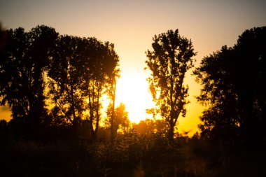 Gün batımlı ağaçlar, doğa