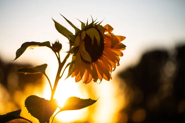 Girasol Atardecer Naturaleza Flores — Foto de Stock