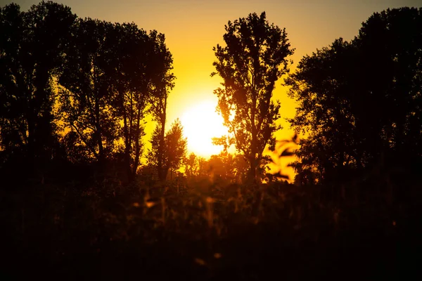 Árvores Com Pôr Sol Natureza — Fotografia de Stock